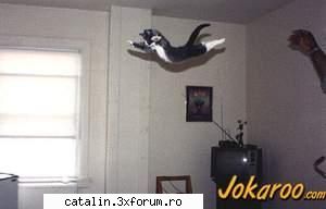 super cat:rotfl: poze